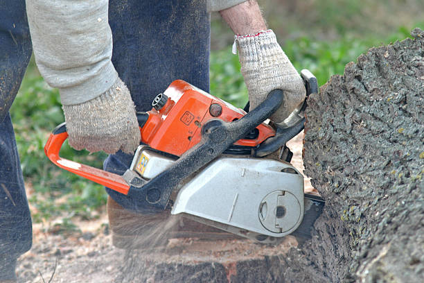 Best Tree Removal  in Aspermont, TX