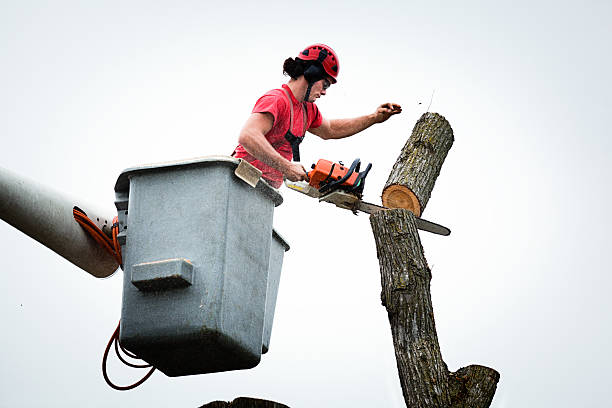 Best Utility Line Clearance  in Aspermont, TX