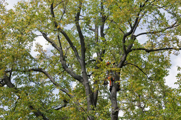 Aspermont, TX Tree Care Company